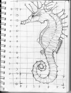 Seahorse sketch from the side.