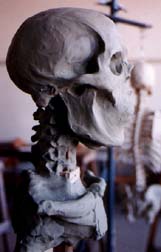 Sculpture at skull stage.