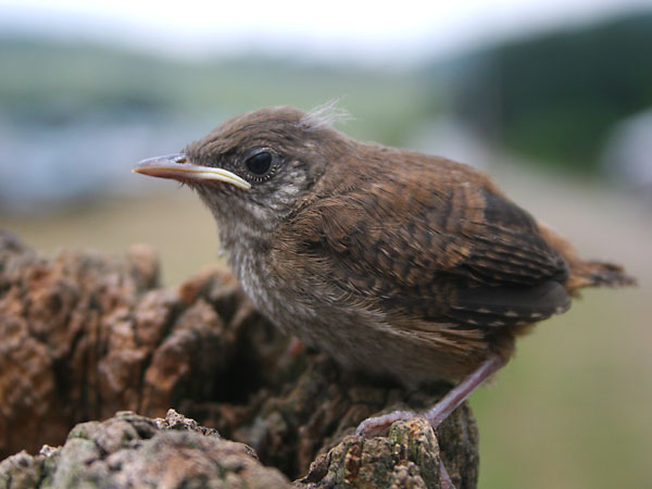 Closeup of lone chick.