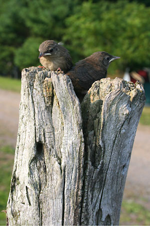 Chicks on post.