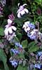 Roadside flowers in blues.