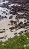 Water, sand and hillside flowers.