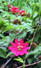 Large pink blossoms on viny growth.